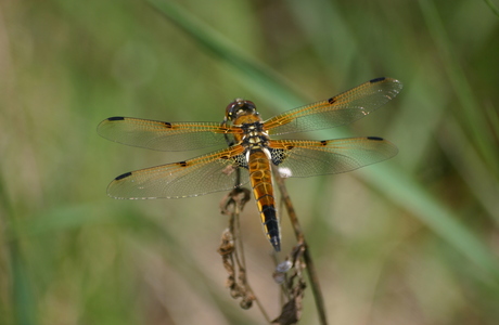 Vierfleck (Libellula quadrimaculata) - © Emanuel Trummer
